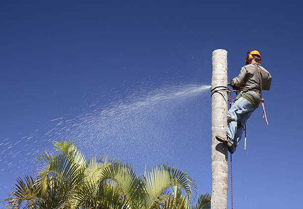  Fort Belvoir, VA Tree Services Pros