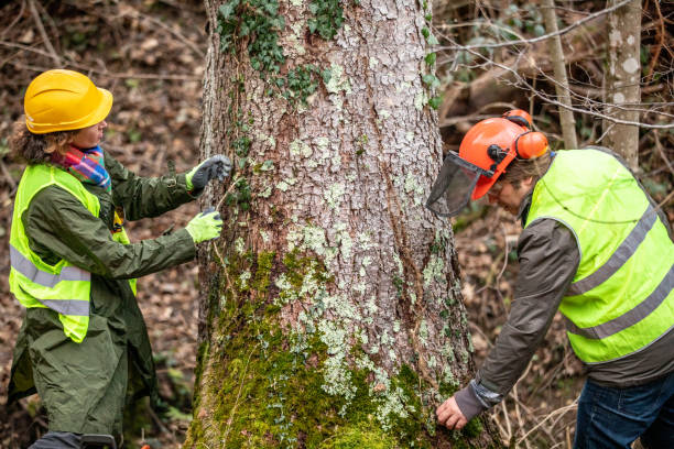 How Our Tree Care Process Works  in  Fort Belvoir, VA